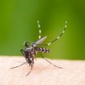 Boas notícias em relação ao Zika vírus