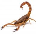 Relatos de infestações de escorpiões na Grande SP causam preocupações