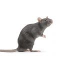 Saiba quais são as doenças transmitidas por ratos