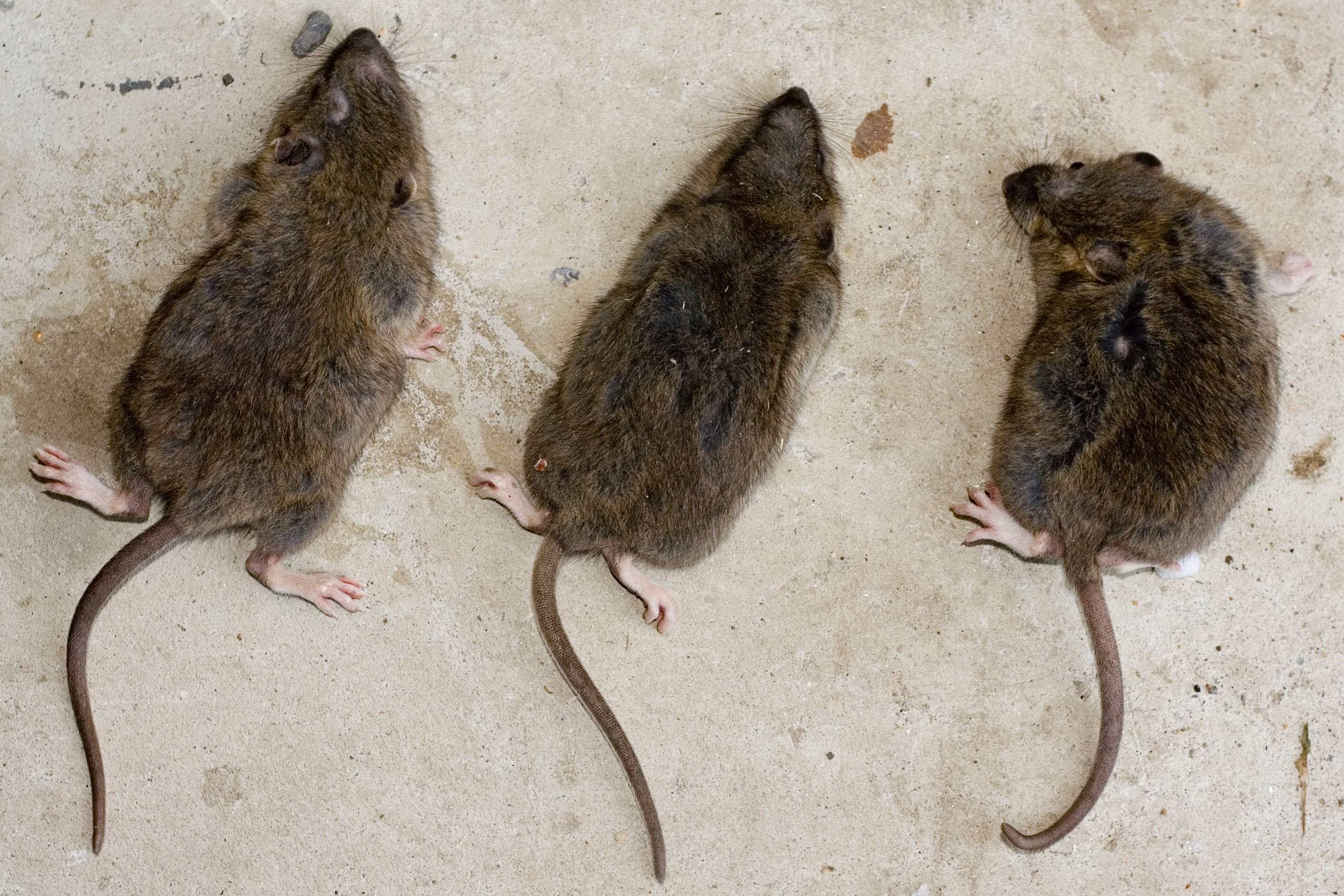 Родители мыши. Мышь и крыса. От крыс и мышей. Мышь или крыса. Крыса vs мышь.
