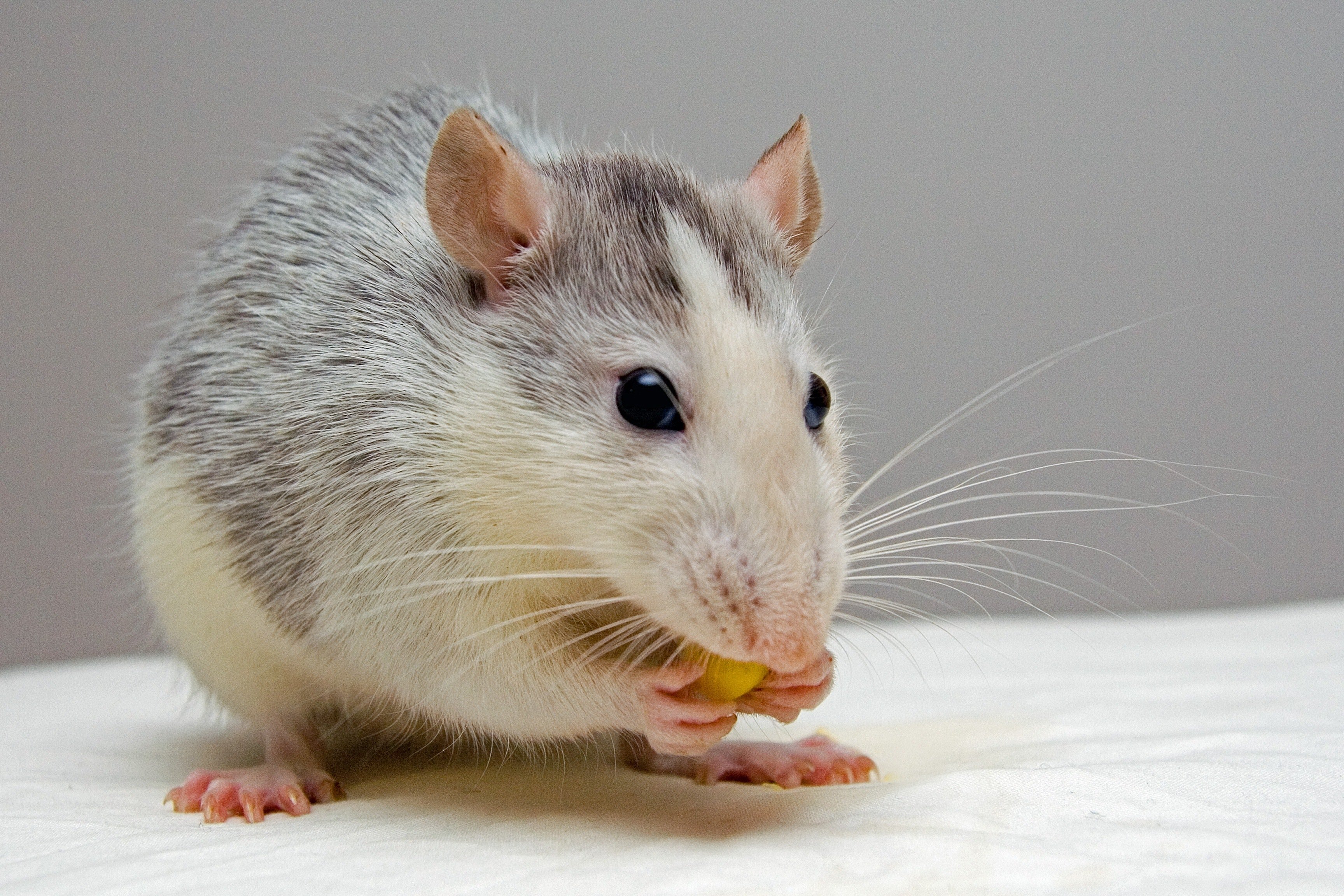 Ratos - Veja como facilmente um rato pode entrar na sua casa, seja