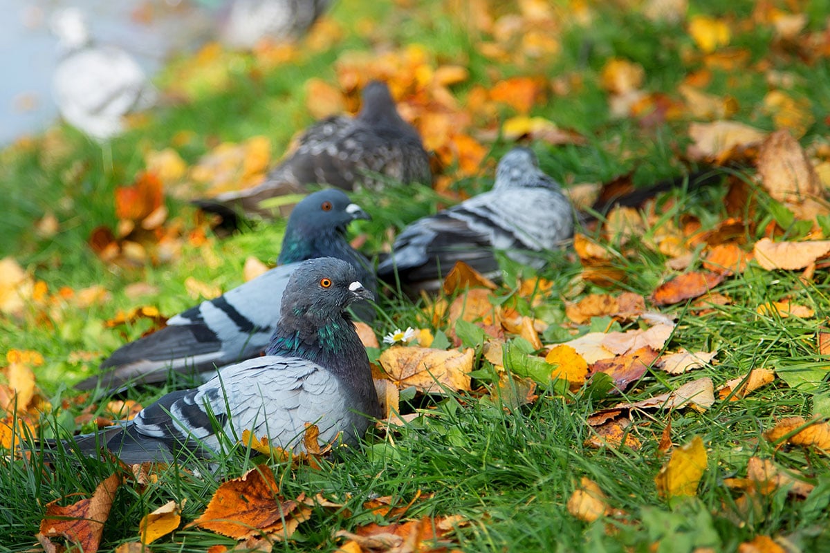 O POMBO É CONSIDERADO UMA PRAGA URBANA? DESCUBRA! - Desentupidora 24 horas  em São Paulo