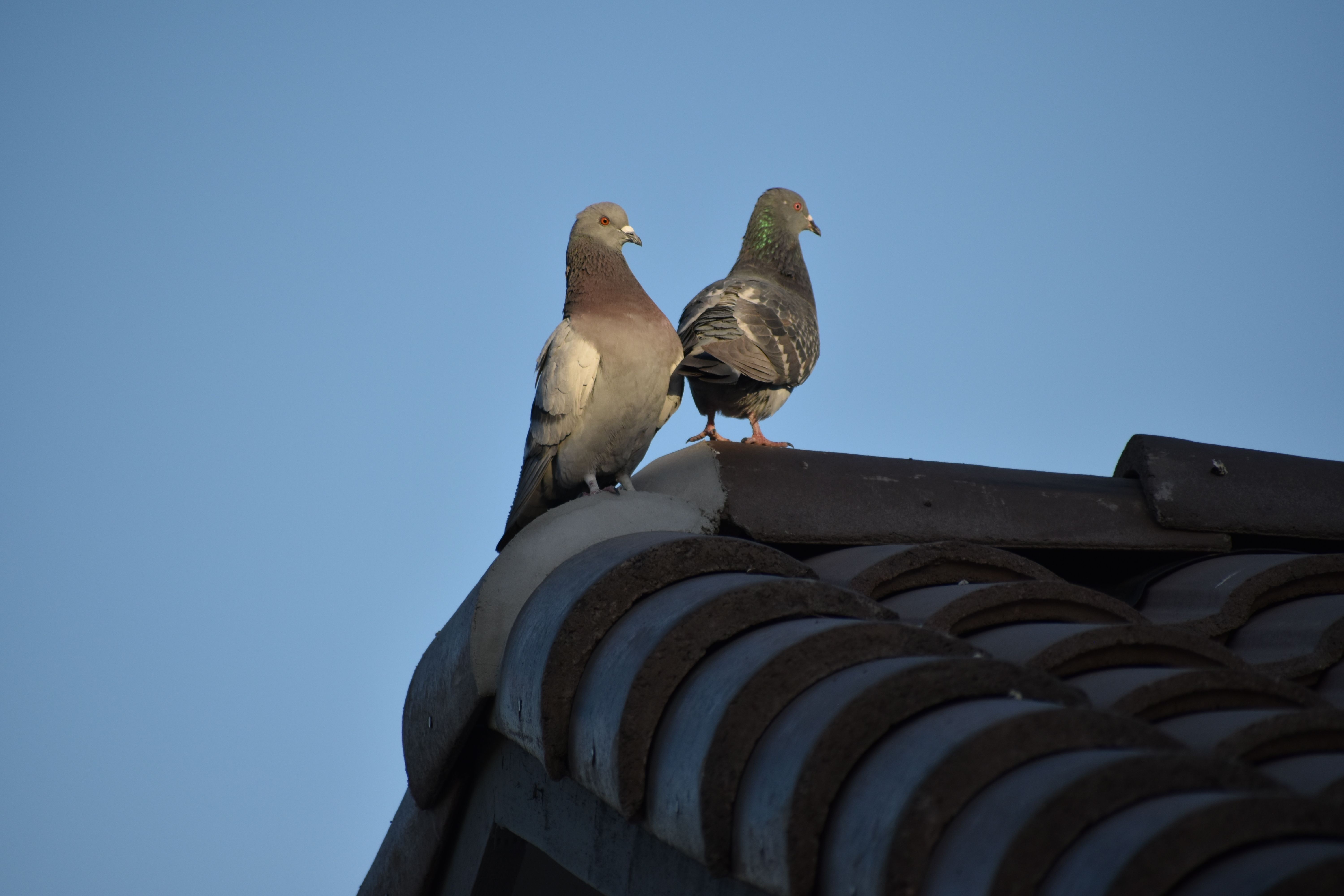 Como evitar pombos no telhado